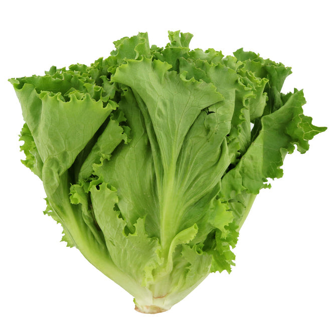 Green Leaf Lettuce - Habegger Produce